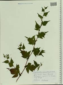 Neillia incisa (Thunb.) S.H.Oh, Eastern Europe, Moscow region (E4a) (Russia)