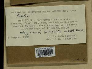 Pohlia melanodon (Brid.) A.J. Shaw, Bryophytes, Bryophytes - Middle Russia (B6) (Russia)