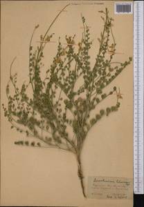 Sophora lehmannii (Bunge) Yakovlev, Middle Asia, Karakum (M6) (Turkmenistan)