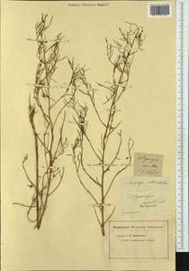 Asparagus verticillatus L., Western Europe (EUR) (Not classified)