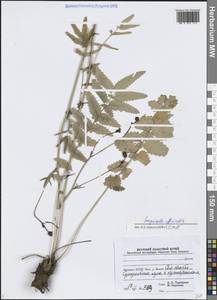 Sanguisorba officinalis L., Siberia, Yakutia (S5) (Russia)