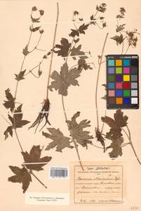 Geranium maximowiczii Regel & Maack, Siberia, Russian Far East (S6) (Russia)