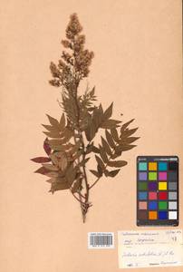 Sorbaria sorbifolia (L.) A. Braun, Siberia, Russian Far East (S6) (Russia)