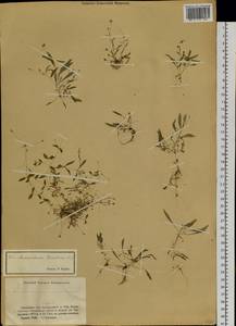 Pseudostellaria borodinii (Krylov) Pax, Siberia, Western (Kazakhstan) Altai Mountains (S2a) (Kazakhstan)