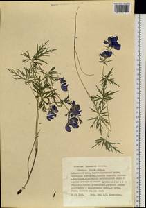 Aconitum delphinifolium subsp. kuzenevae (Vorosch.) Vorosch., Siberia, Russian Far East (S6) (Russia)