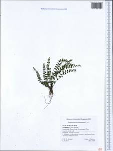 Asplenium trichomanes, Western Europe (EUR) (Germany)