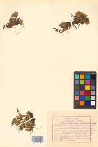 Pseudocherleria macrocarpa (Pursh) Dillenb. & Kadereit, Siberia, Russian Far East (S6) (Russia)