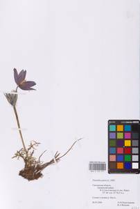 Pulsatilla patens (L.) Mill., Eastern Europe, Western region (E3) (Russia)