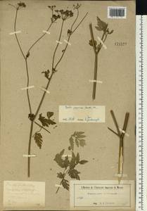 Torilis japonica (Houtt.) DC., Eastern Europe, Moscow region (E4a) (Russia)