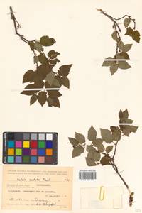 Betula costata Trautv., Siberia, Russian Far East (S6) (Russia)