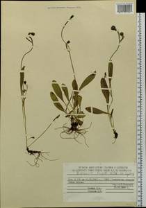 Hieracium triste Willd. ex Spreng., Siberia, Chukotka & Kamchatka (S7) (Russia)