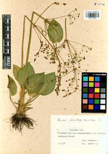 Alisma plantago-aquatica L., Siberia, Baikal & Transbaikal region (S4) (Russia)