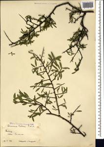 Rhamnus erythroxyloides subsp. erythroxyloides, Caucasus, Armenia (K5) (Armenia)