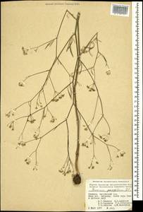Bunium paucifolium DC., Caucasus, Armenia (K5) (Armenia)