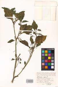 MHA 0 158 667, Solanum nigrum L., Eastern Europe, Lower Volga region (E9) (Russia)