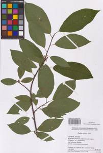 Prunus padus L., Eastern Europe, Central region (E4) (Russia)