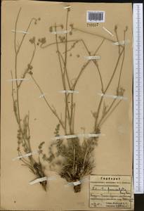 Libanotis fasciculata Korov., Middle Asia, Western Tian Shan & Karatau (M3) (Kazakhstan)