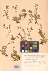 Micranthes merkii subsp. merkii, Siberia, Russian Far East (S6) (Russia)