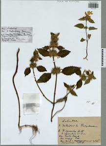 Galeopsis speciosa Mill., Eastern Europe, Central region (E4) (Russia)