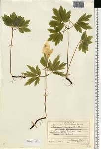 Anemone nemorosa L., Eastern Europe, North-Western region (E2) (Russia)