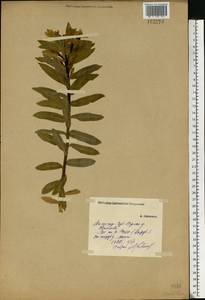 Euphorbia semivillosa (Prokh.) Krylov, Eastern Europe, Volga-Kama region (E7) (Russia)