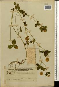 Trifolium hybridum L., Caucasus, Azerbaijan (K6) (Azerbaijan)