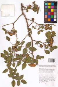 Rosa canina L., Eastern Europe, Central forest-and-steppe region (E6) (Russia)
