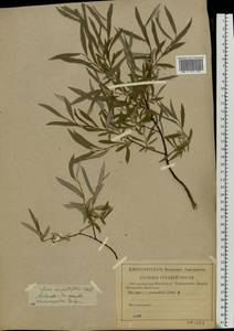 Salix rosmarinifolia L., Eastern Europe, Middle Volga region (E8) (Russia)