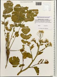 Raphanus sativus L., Caucasus, Azerbaijan (K6) (Azerbaijan)