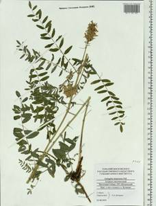 Astragalus alopecurus Pall., Siberia, Altai & Sayany Mountains (S2) (Russia)