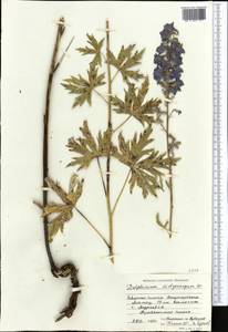 Delphinium dictyocarpum DC., Middle Asia, Dzungarian Alatau & Tarbagatai (M5) (Kazakhstan)
