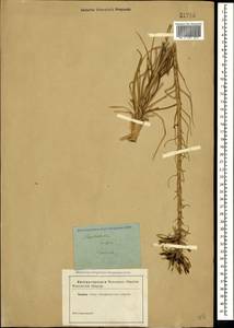 Asphodeline lutea (L.) Rchb., Crimea (KRYM) (Russia)