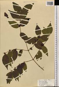 Lonicera maackii (Rupr.) Maxim., Siberia, Russian Far East (S6) (Russia)
