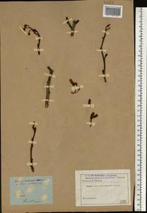 Alnus glutinosa (L.) Gaertn., Eastern Europe, North-Western region (E2) (Russia)