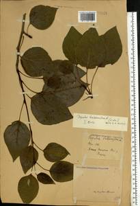 Populus balsamifera, Eastern Europe, Central region (E4) (Russia)