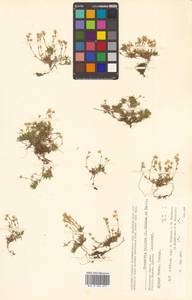 Cherleria biflora (L.) A. J. Moore & Dillenb., Siberia, Chukotka & Kamchatka (S7) (Russia)