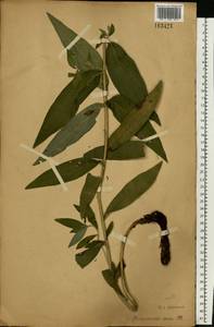 Lithospermum officinale L., Eastern Europe, Moscow region (E4a) (Russia)