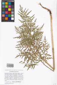 Silphiodaucus prutenicus subsp. prutenicus, Eastern Europe, Moscow region (E4a) (Russia)