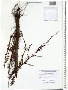 Rumex palustris Sm., Caucasus, Azerbaijan (K6) (Azerbaijan)