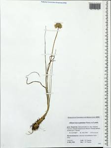 Allium leucocephalum Turcz. ex Ledeb., Siberia, Baikal & Transbaikal region (S4) (Russia)