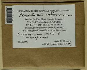 Plagiothecium obtusissimum Broth., Bryophytes, Bryophytes - Russian Far East (excl. Chukotka & Kamchatka) (B20) (Russia)