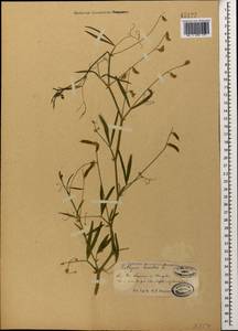 Lathyrus hirsutus L., Caucasus, Georgia (K4) (Georgia)