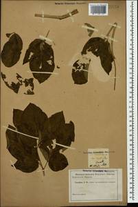 Paeonia daurica subsp. daurica, Caucasus (no precise locality) (K0)