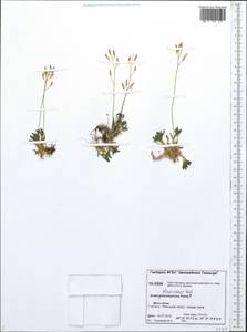 Draba fladnizensis Wulfen, Siberia, Central Siberia (S3) (Russia)