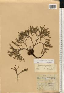 Goniolimon rubellum (S. G. Gmel.) Klokov, Eastern Europe, Lower Volga region (E9) (Russia)