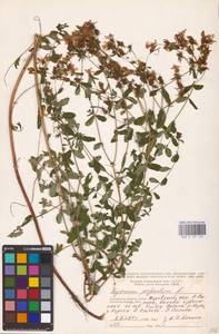 Hypericum perforatum L., Eastern Europe, Central region (E4) (Russia)