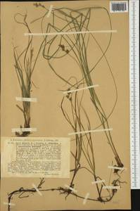 Carex arenaria L., Western Europe (EUR) (Czech Republic)