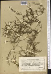 Asparagus inderiensis Blume ex Ledeb., Middle Asia, Muyunkumy, Balkhash & Betpak-Dala (M9) (Kazakhstan)