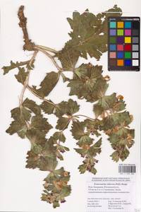 MHA 0 008 406, Phlomoides uralensis Salmaki, Eastern Europe, Lower Volga region (E9) (Russia)