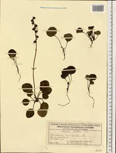 Pyrola media Sw., Eastern Europe, Volga-Kama region (E7) (Russia)